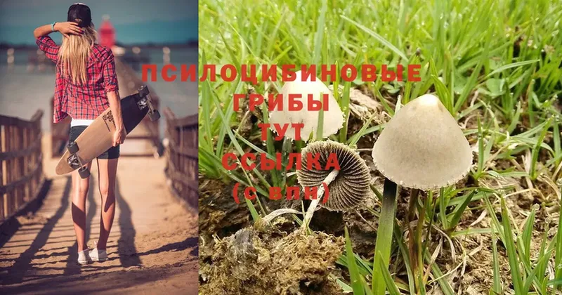 Галлюциногенные грибы Psilocybe  МЕГА зеркало  Опочка  продажа наркотиков 